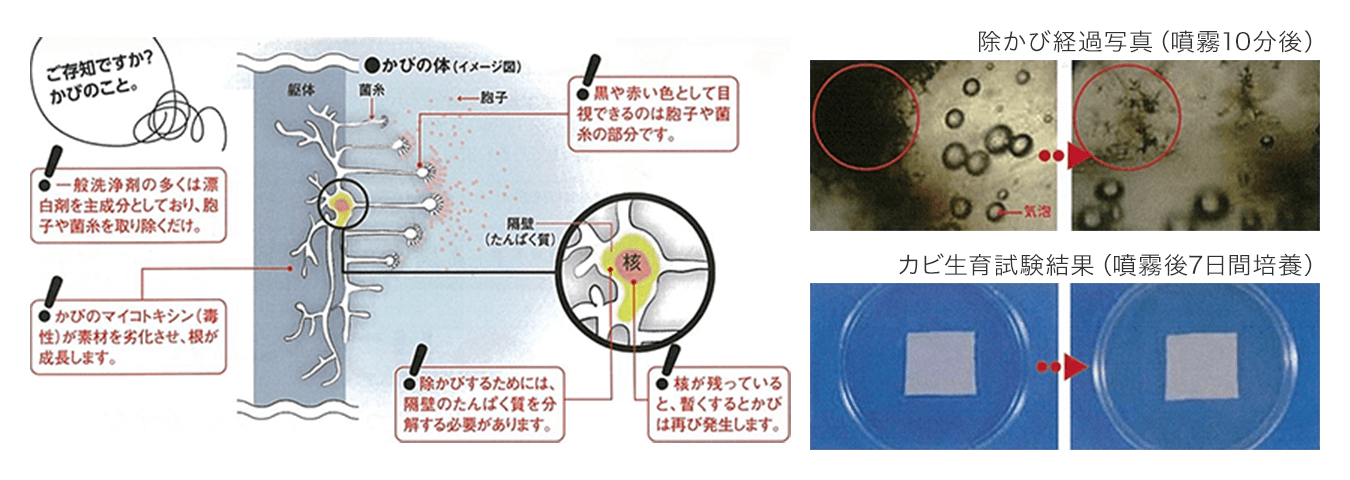 かびの繁殖を遅らせる様子